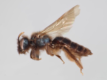 [Andrena nothocalaidis female thumbnail]